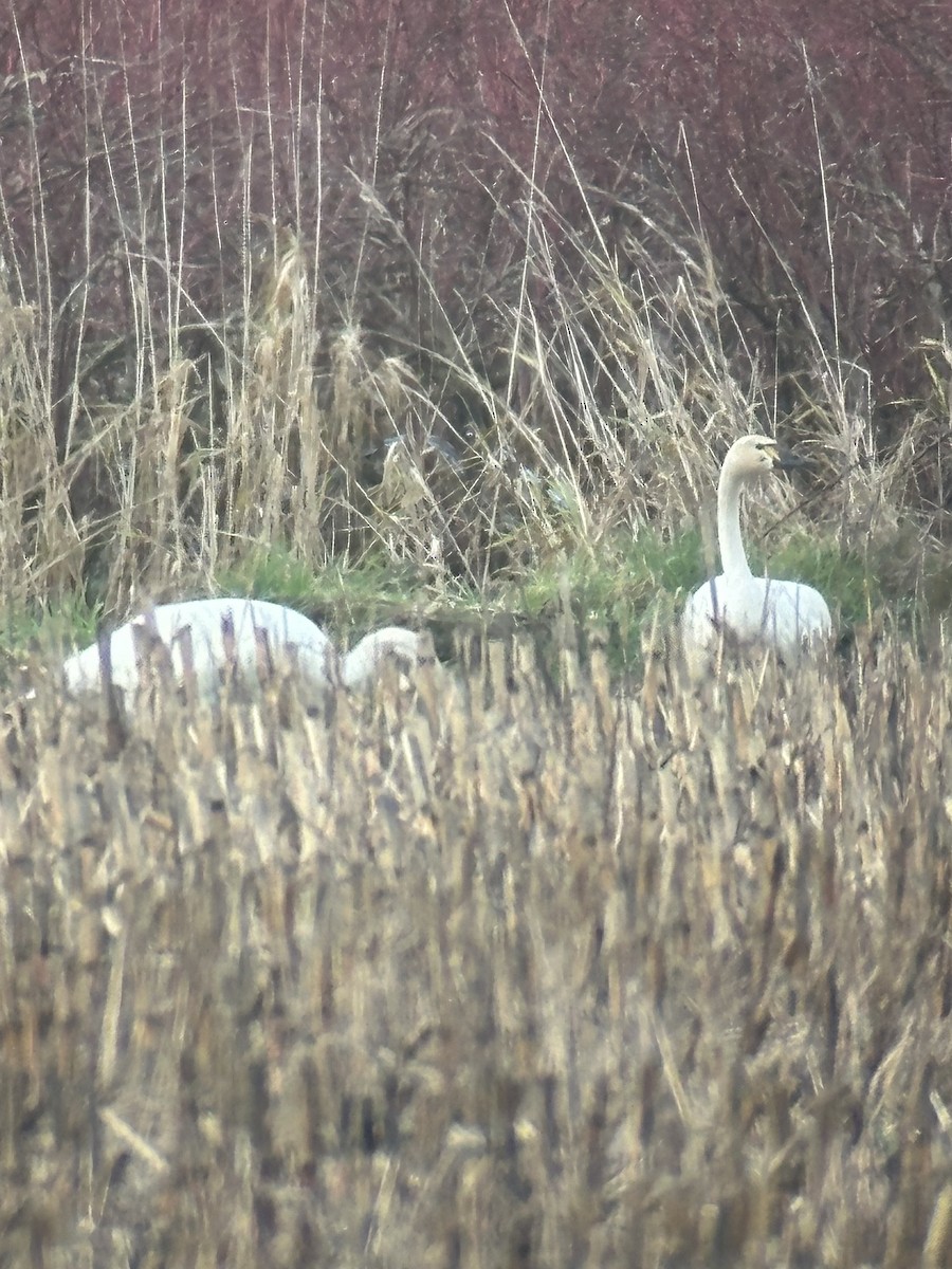 コハクチョウ - ML646652026