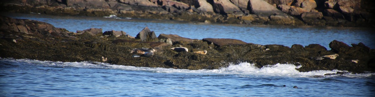 Foca común - ML646652028