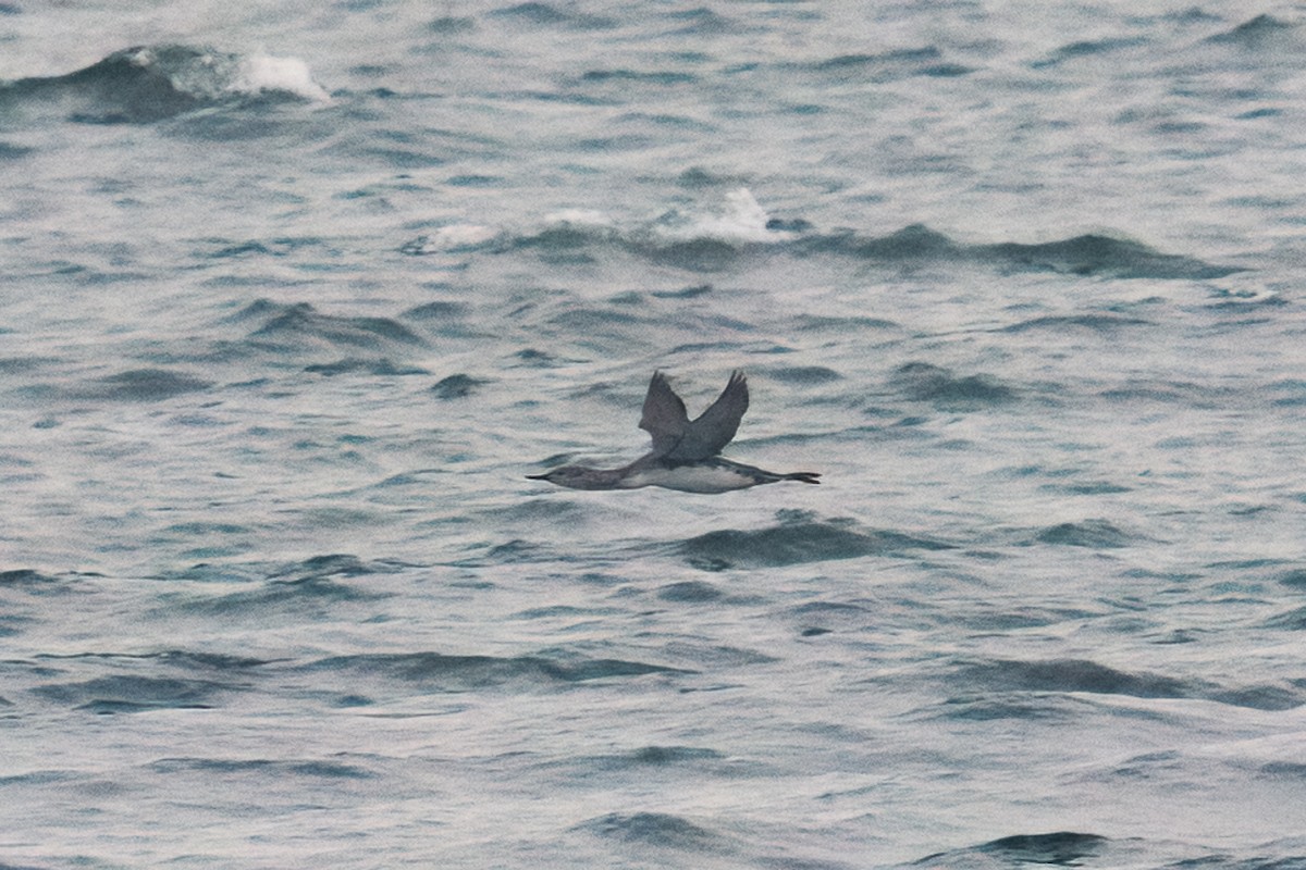 Colimbo Chico - ML646652040