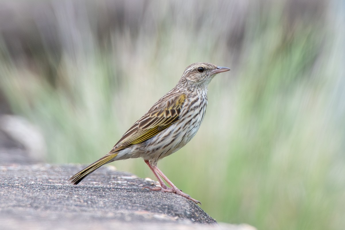 Striped Pipit - ML646652041