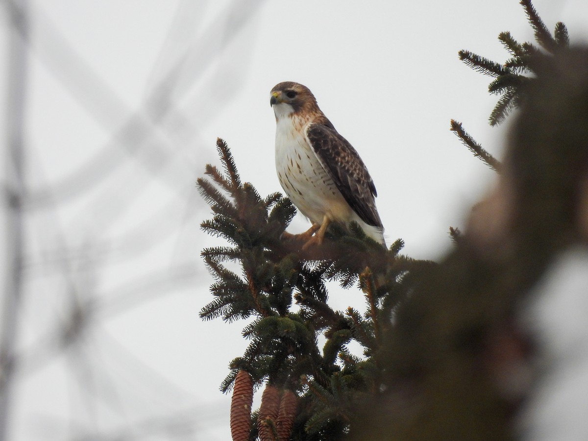 Red-tailed Hawk - ML646652042