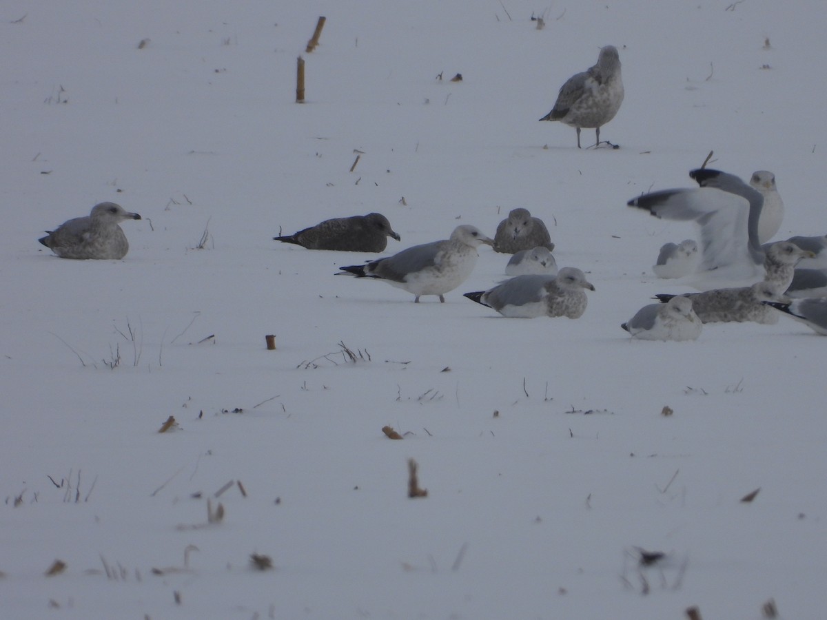 American Herring Gull - ML646652044
