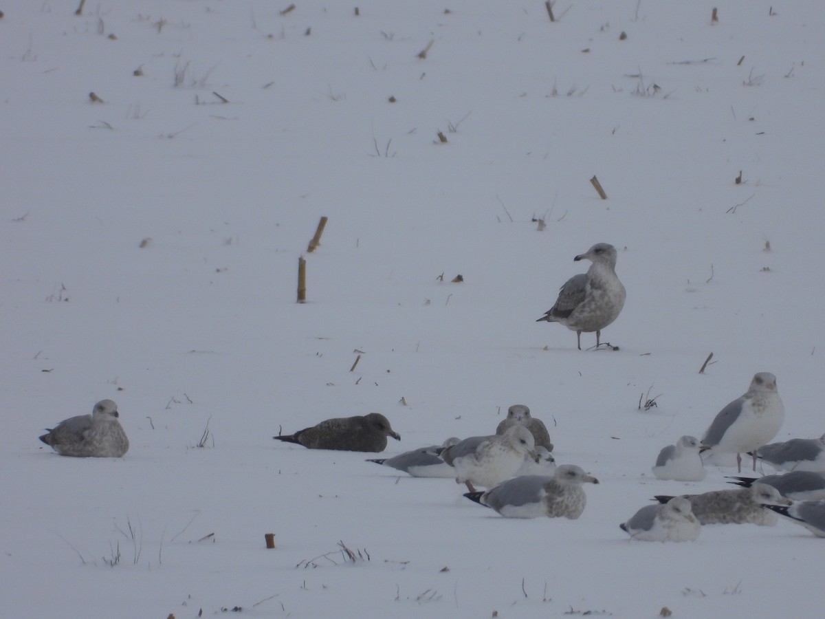 American Herring Gull - ML646652045