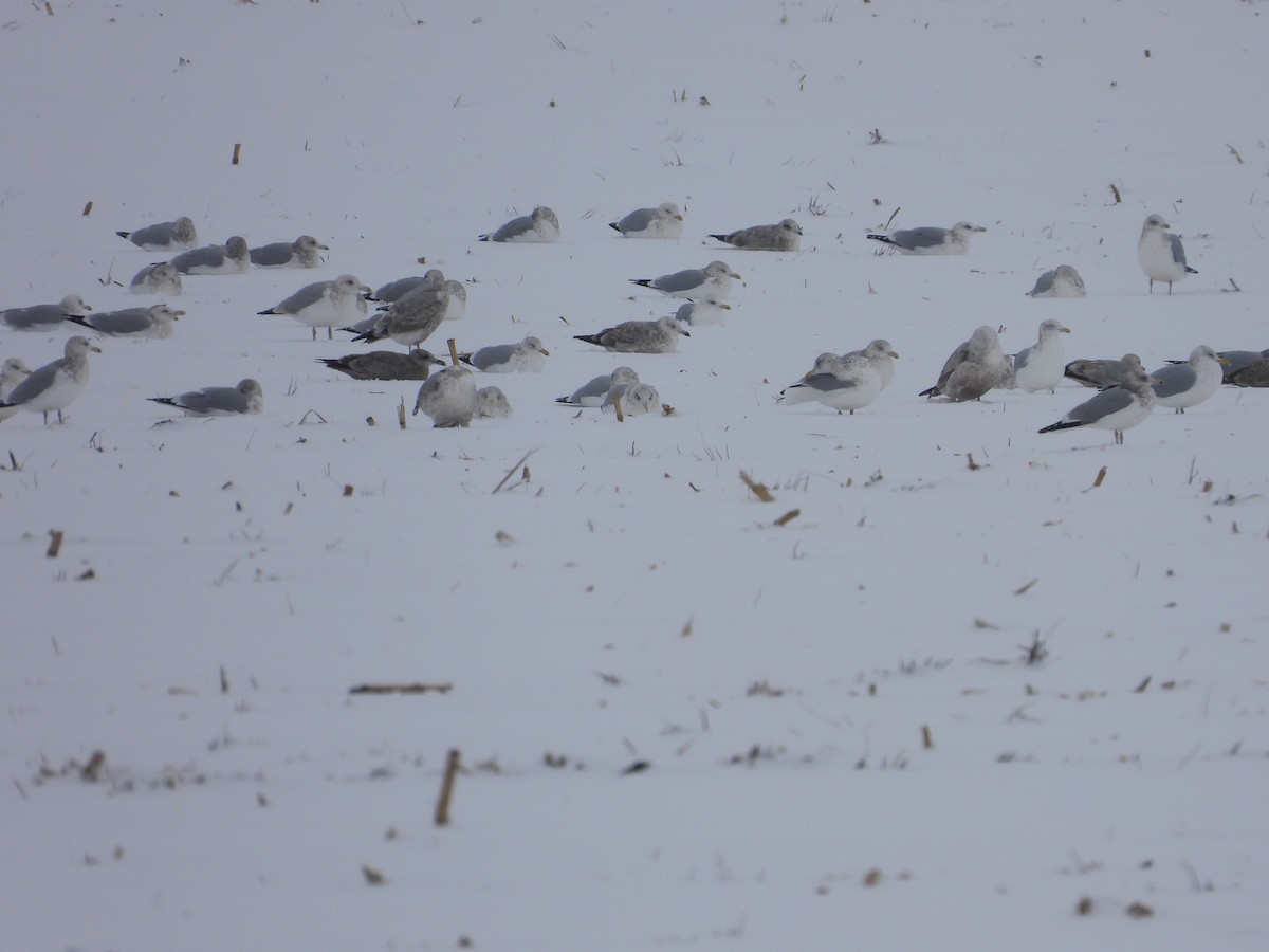 American Herring Gull - ML646652046