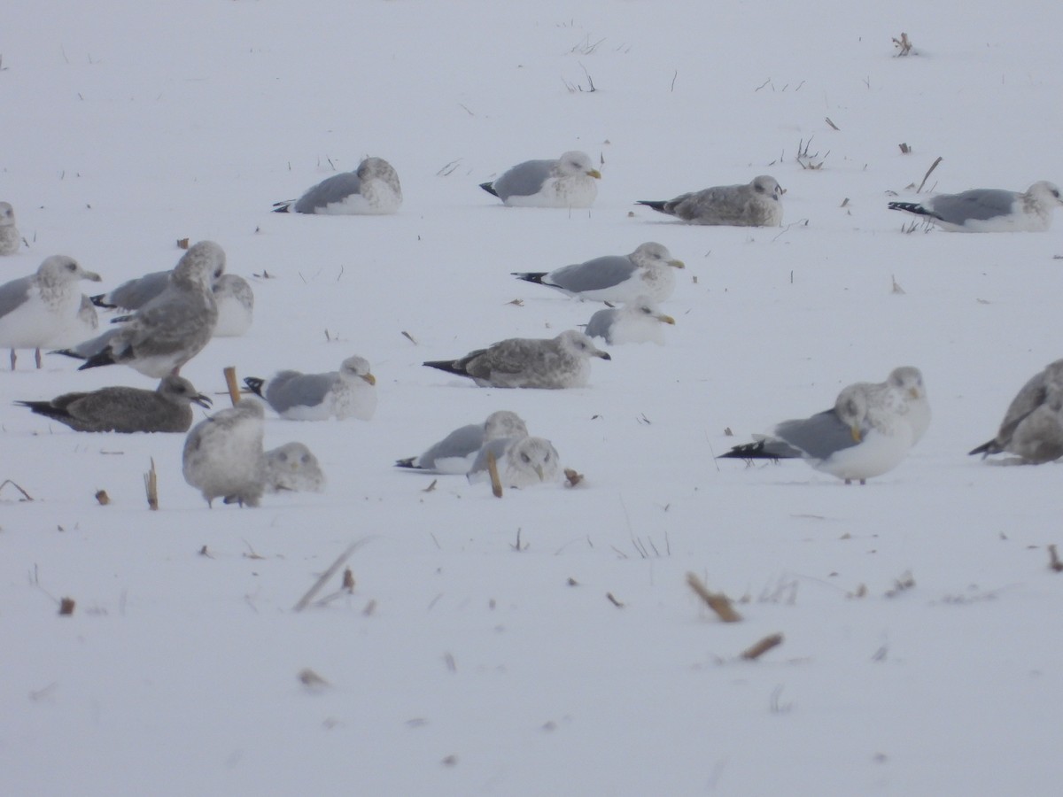 American Herring Gull - ML646652047