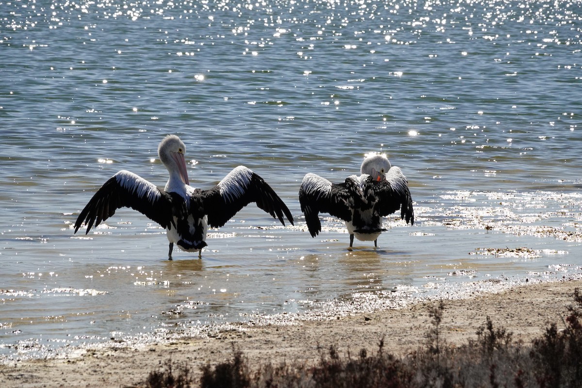 Пелікан австралійський - ML646652049