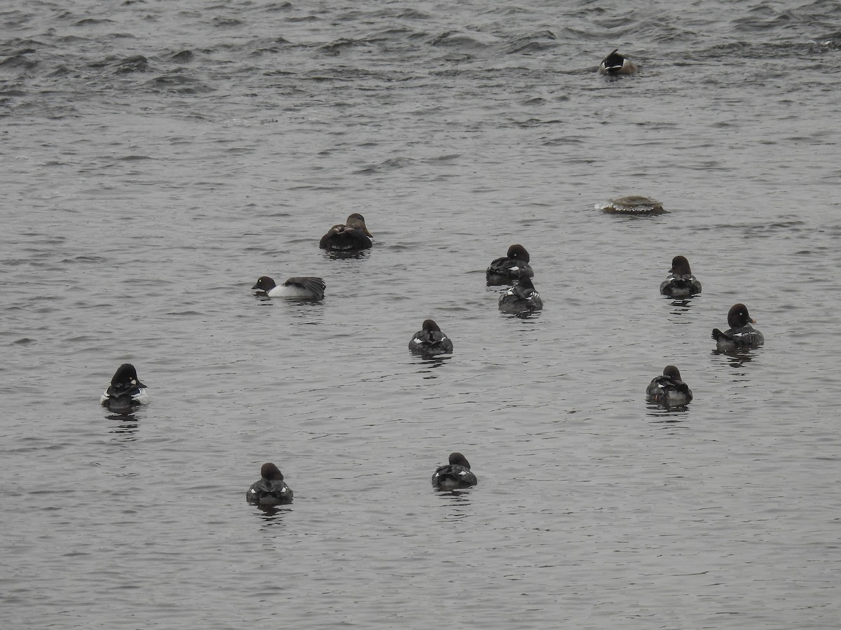 Common Goldeneye - ML646652050