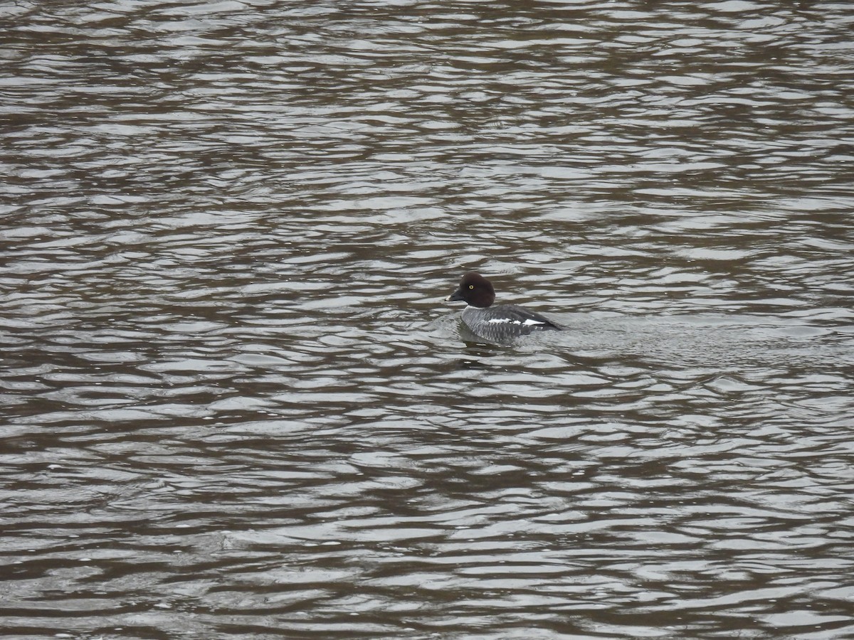Common Goldeneye - ML646652051