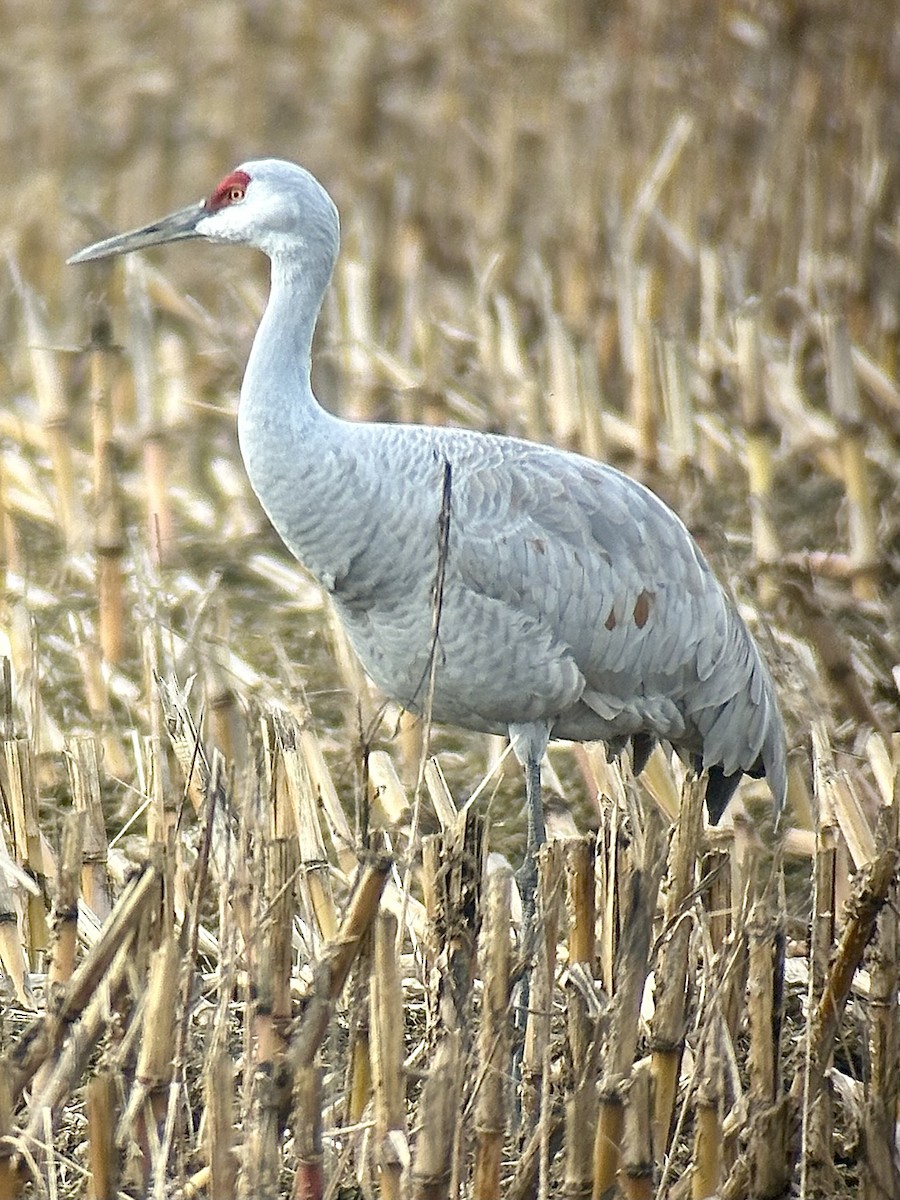 カナダヅル - ML646652052