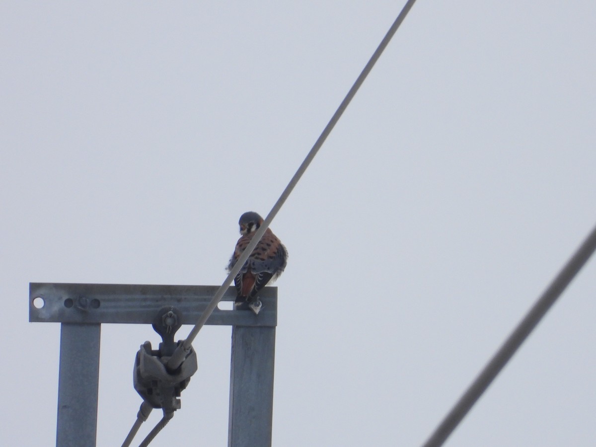 American Kestrel - ML646652054