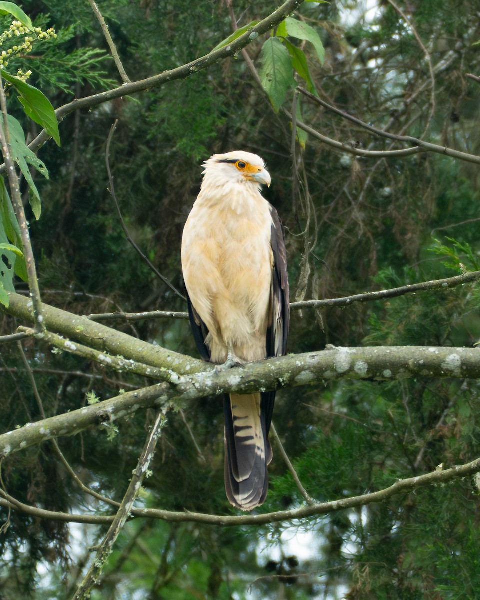 Yellow-headed Caracara - ML646652055