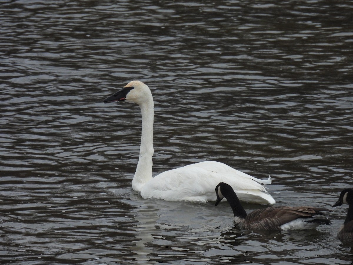 Trumpeter Swan - ML646652057