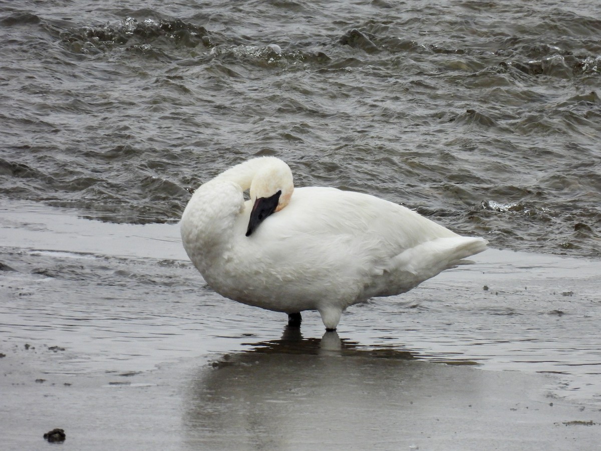 Trumpeter Swan - ML646652058