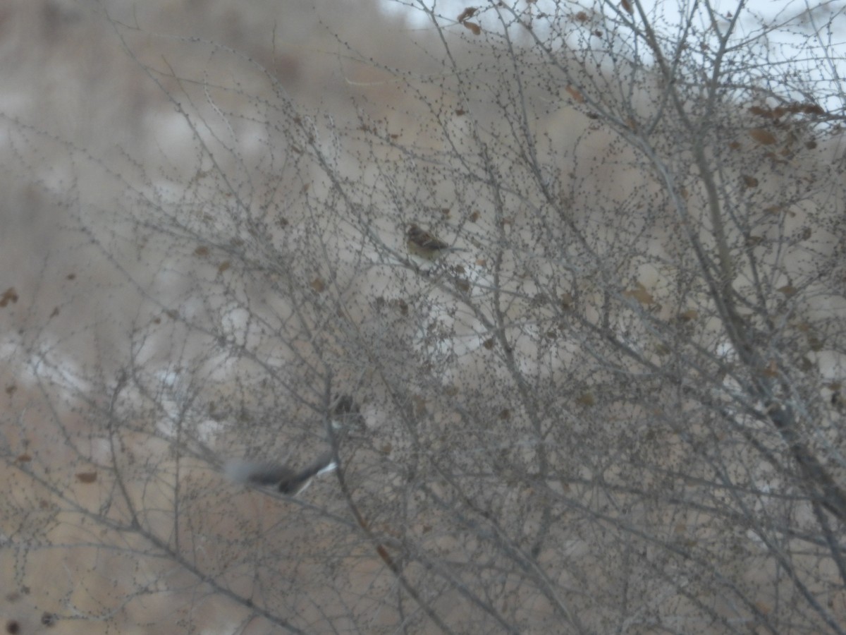 American Tree Sparrow - ML646652060