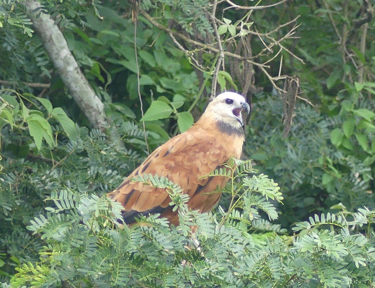 Black-collared Hawk - ML646652061