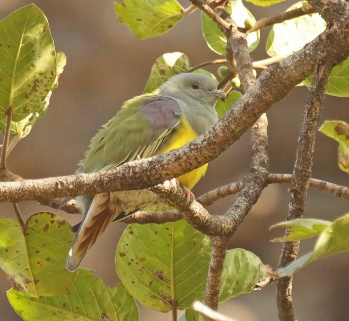 キバラアオバト - ML646652063