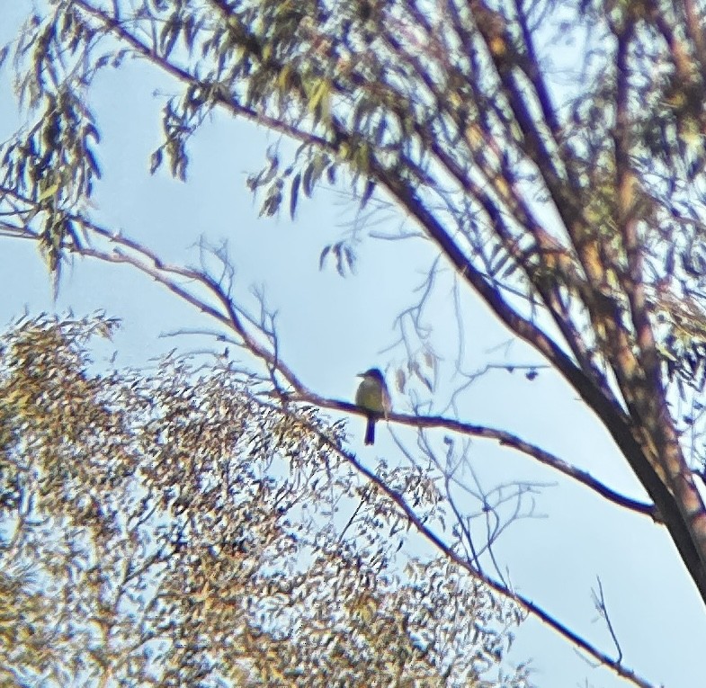 Thick-billed Kingbird - ML646652064