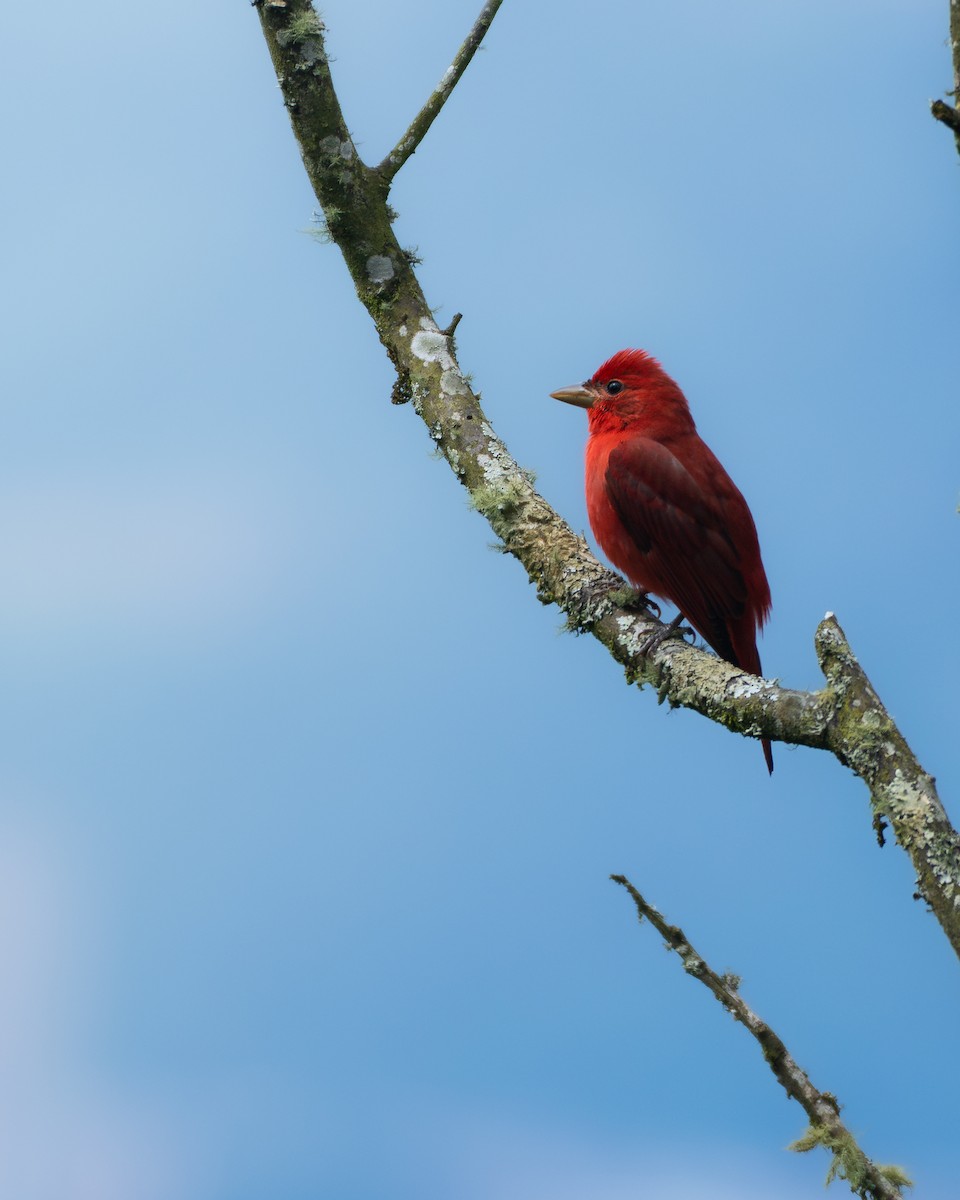 Summer Tanager - ML646652065