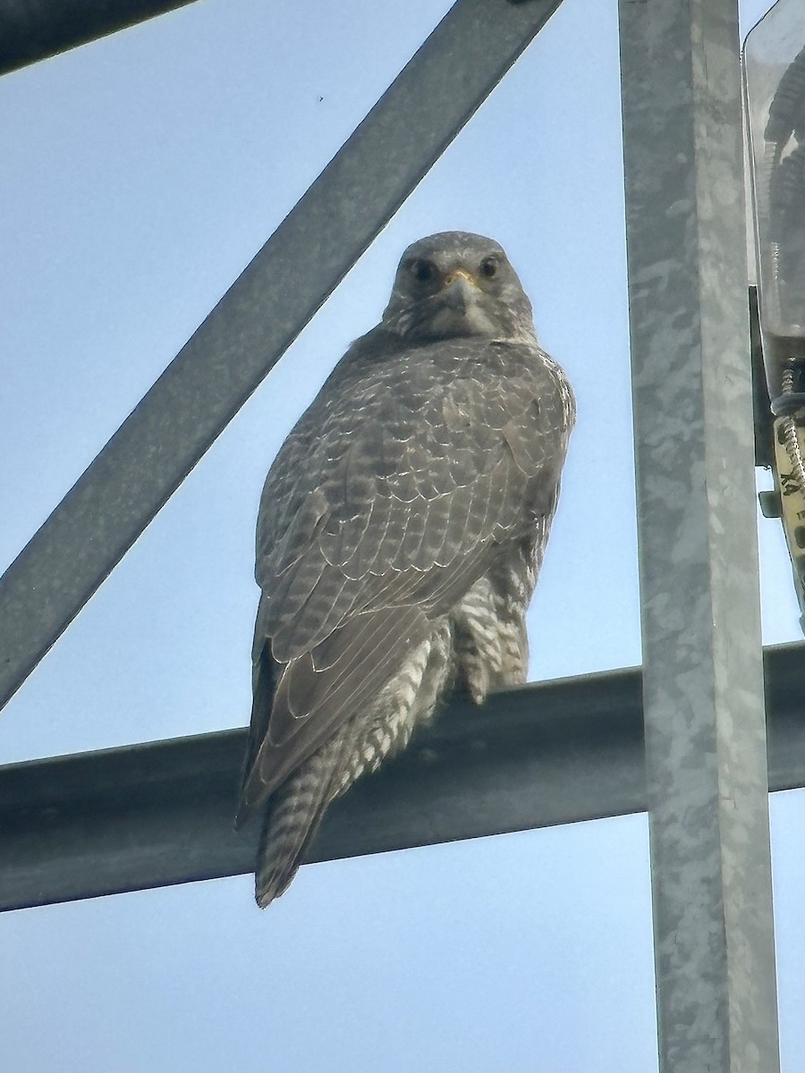 シロハヤブサ - ML646652067