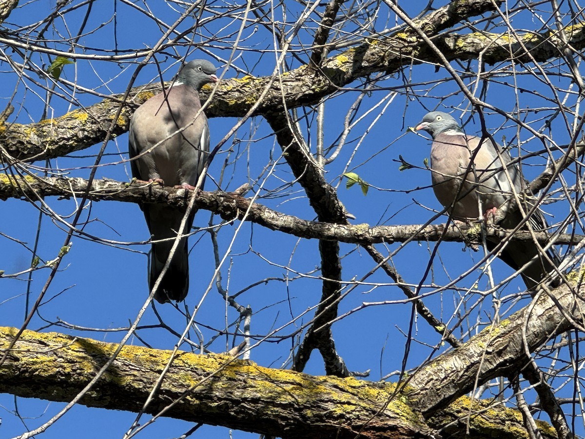 Common Wood-Pigeon - ML646652070