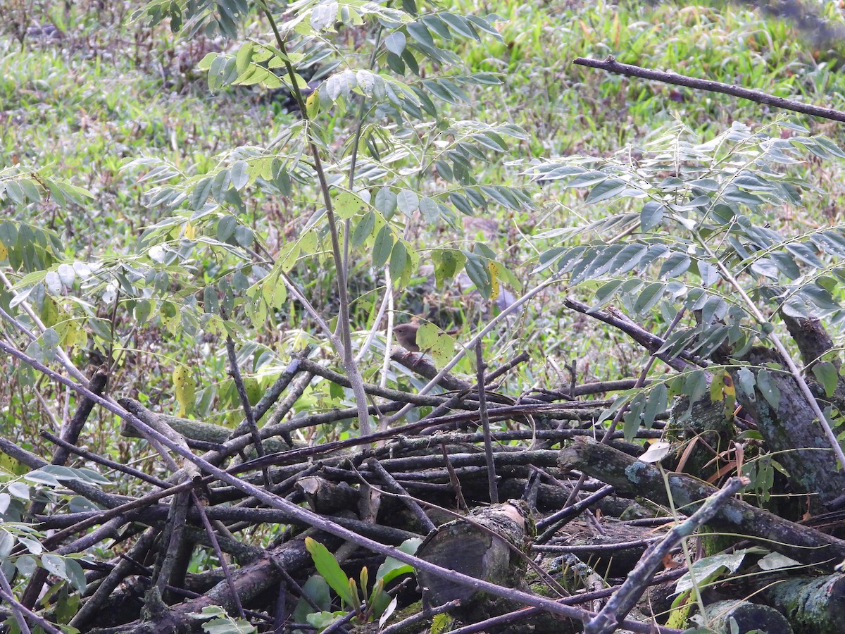 Southern House Wren - ML646652071