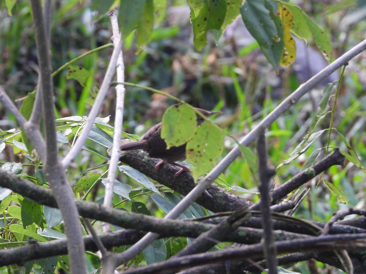 Southern House Wren - ML646652072
