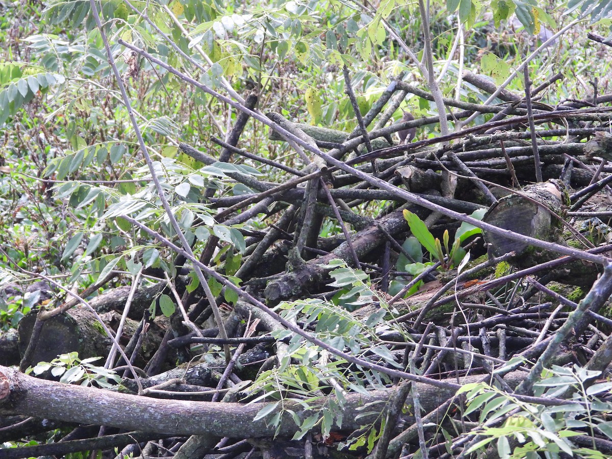 Southern House Wren - ML646652073