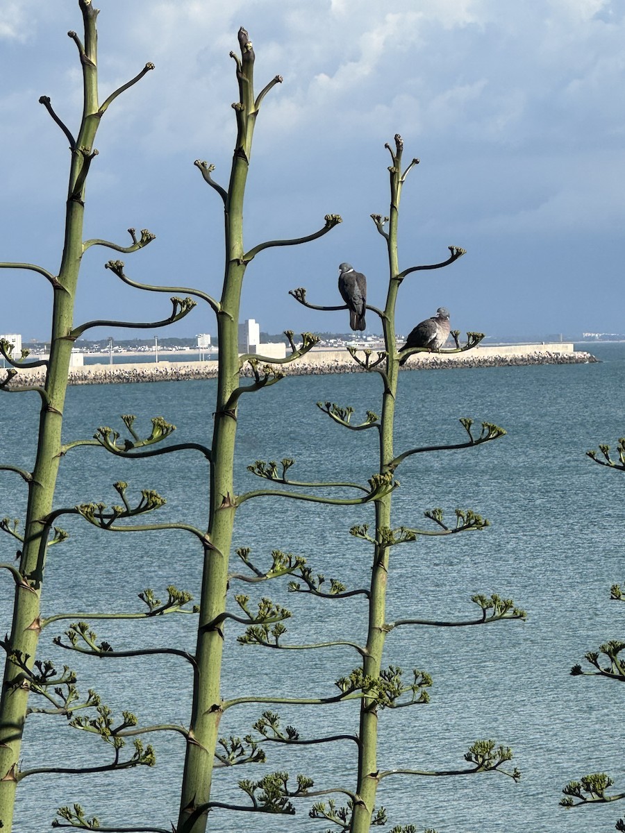 Common Wood-Pigeon - ML646652074