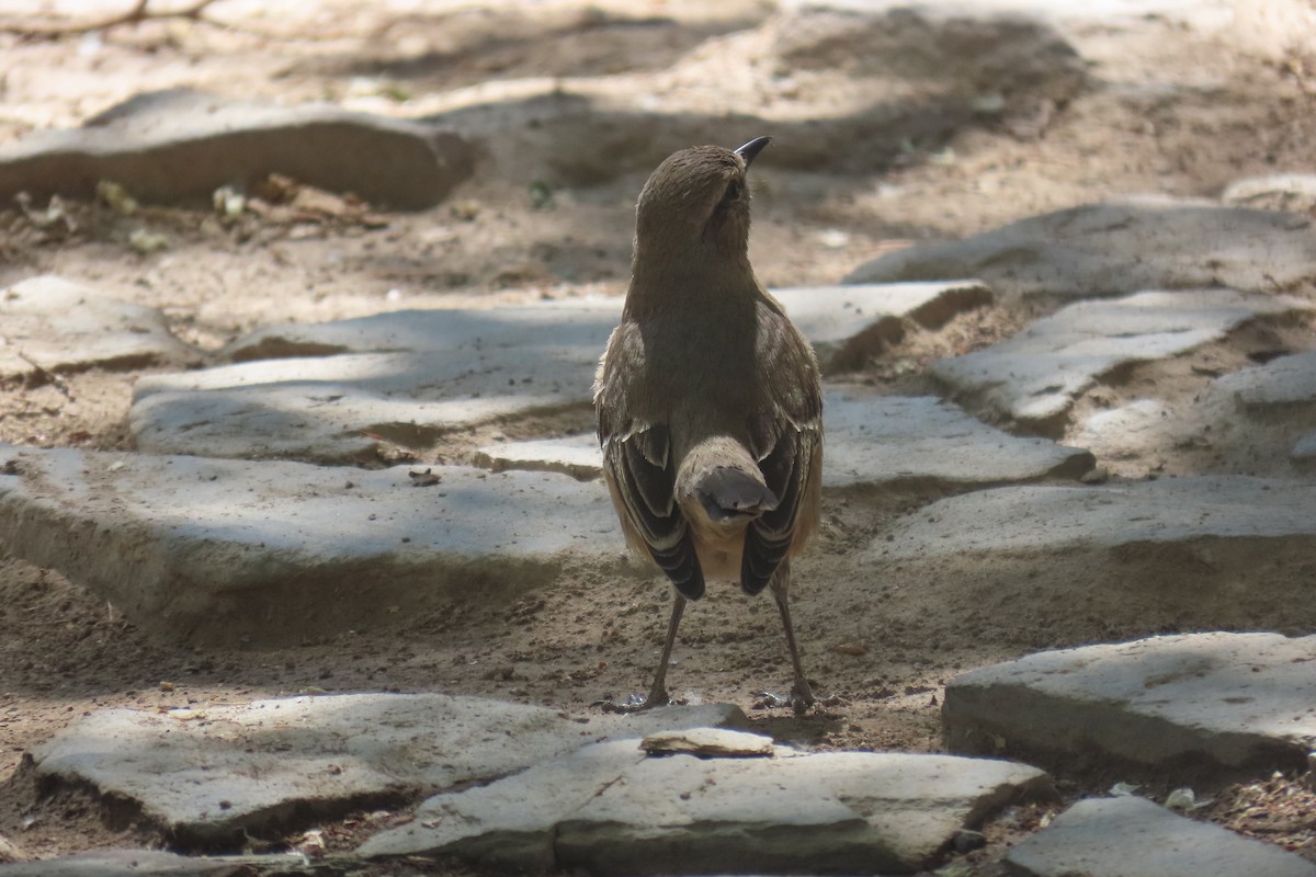 Patagonian Mockingbird - ML646652077