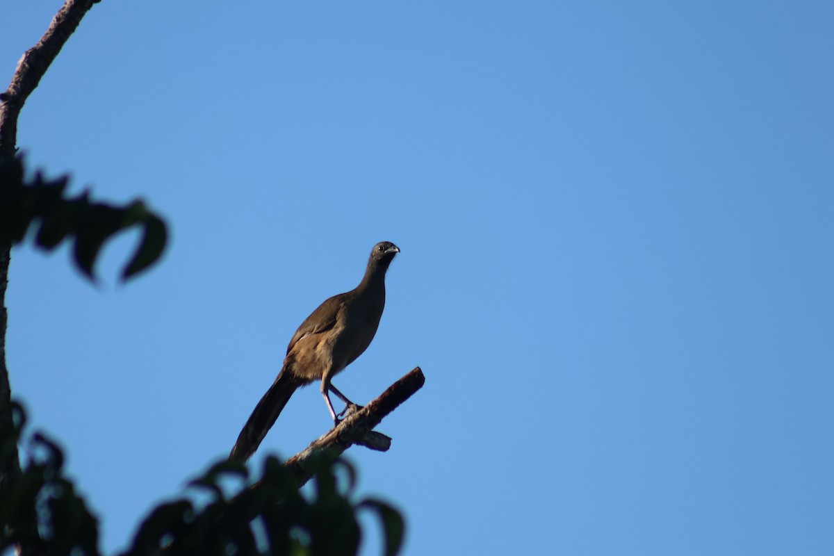 Plain Chachalaca - ML646652081
