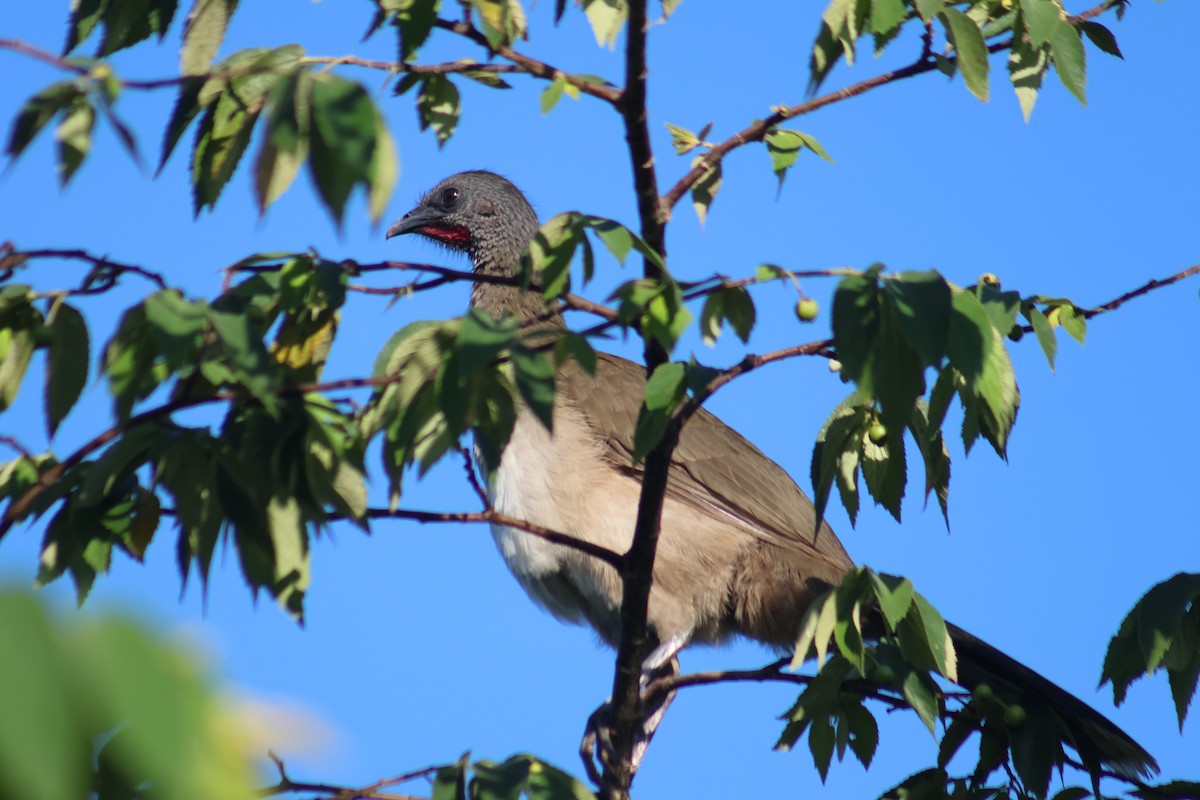 Plain Chachalaca - ML646652082