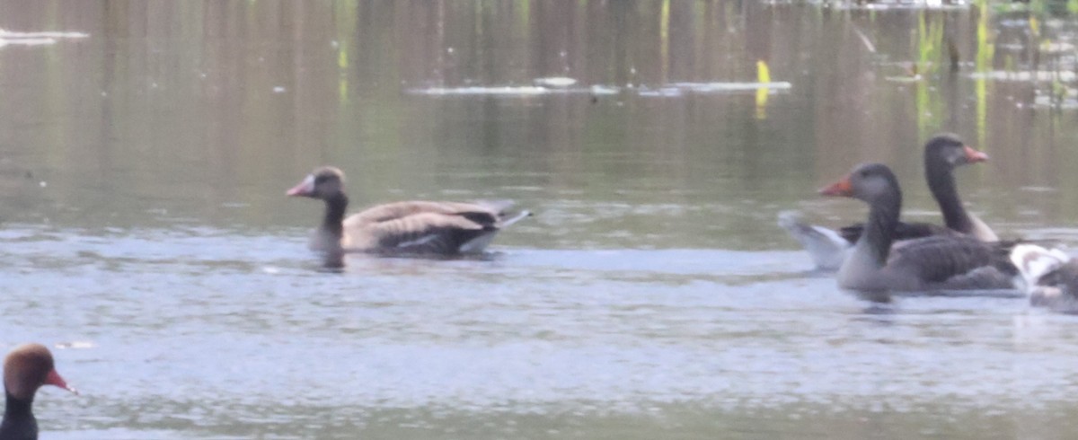 grågås - ML646652085