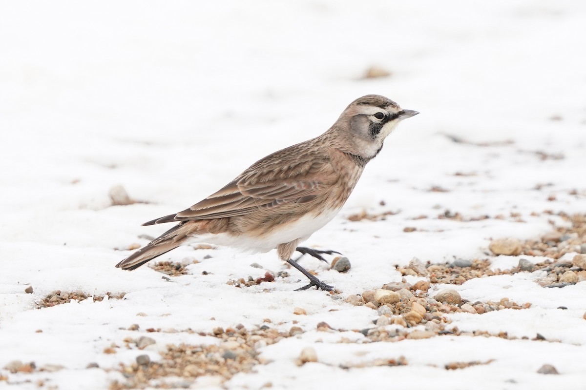 skřivan ouškatý - ML646652086