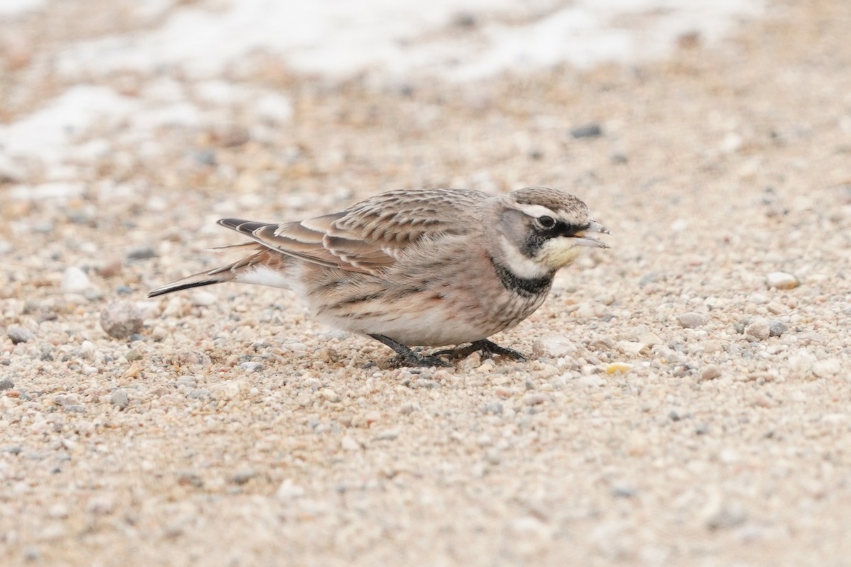 skřivan ouškatý - ML646652087