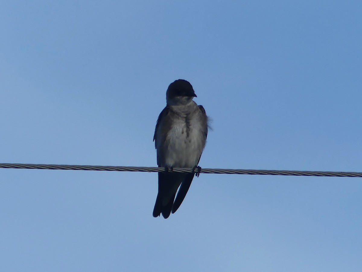 Brown-chested Martin - ML646652090