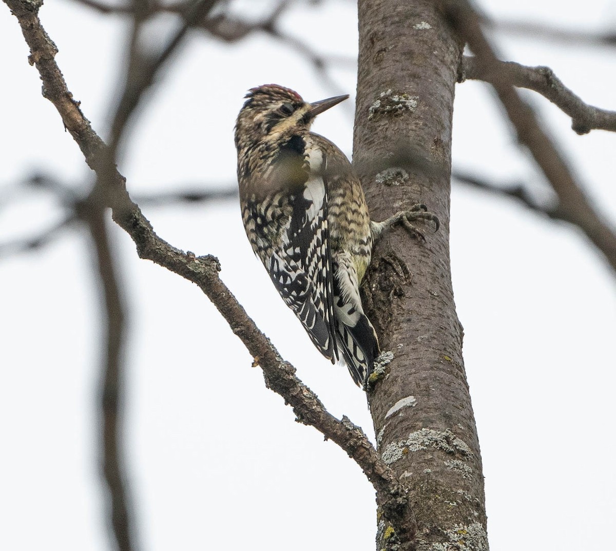 Yellow-bellied Sapsucker - ML646652092