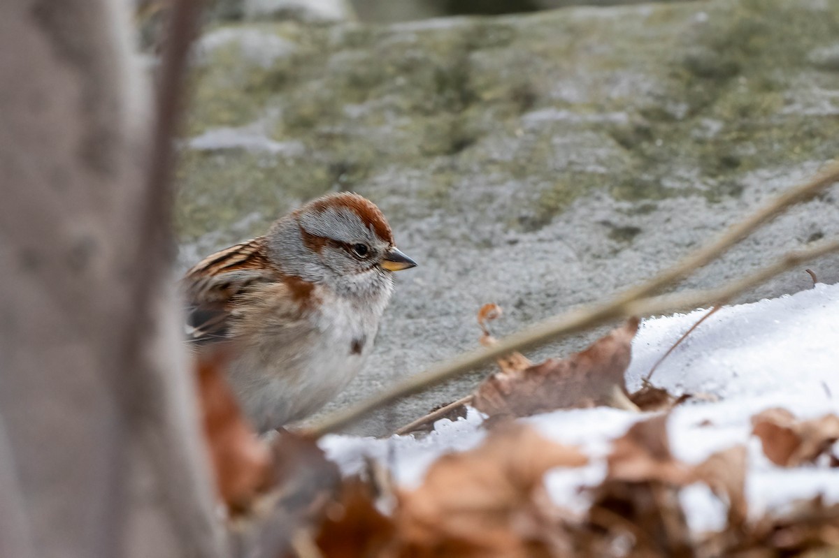 Chingolo Arbóreo - ML646652094