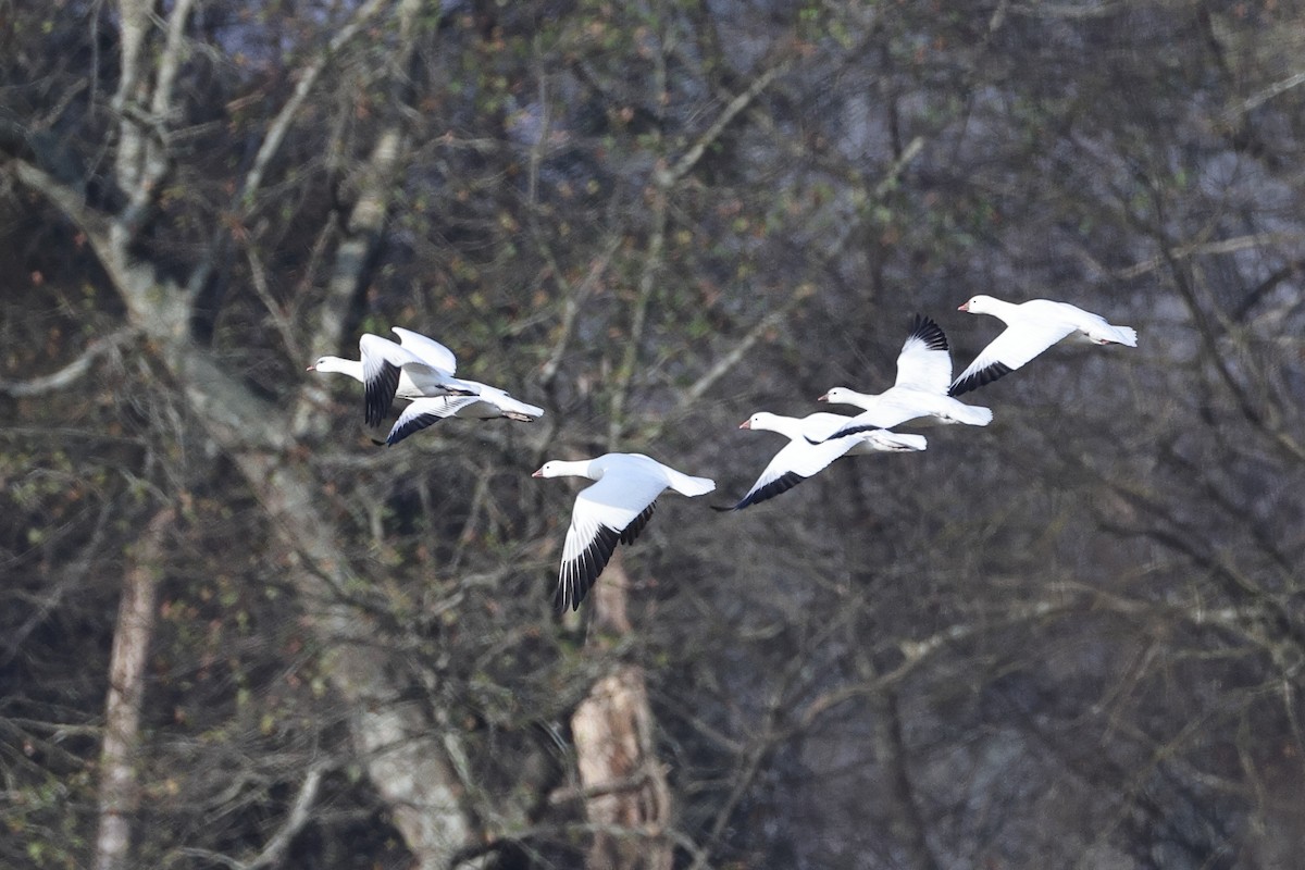 Ross's Goose - ML646652095