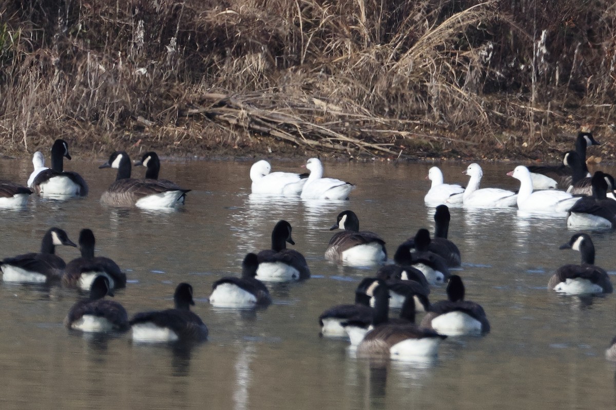 Ross's Goose - ML646652097