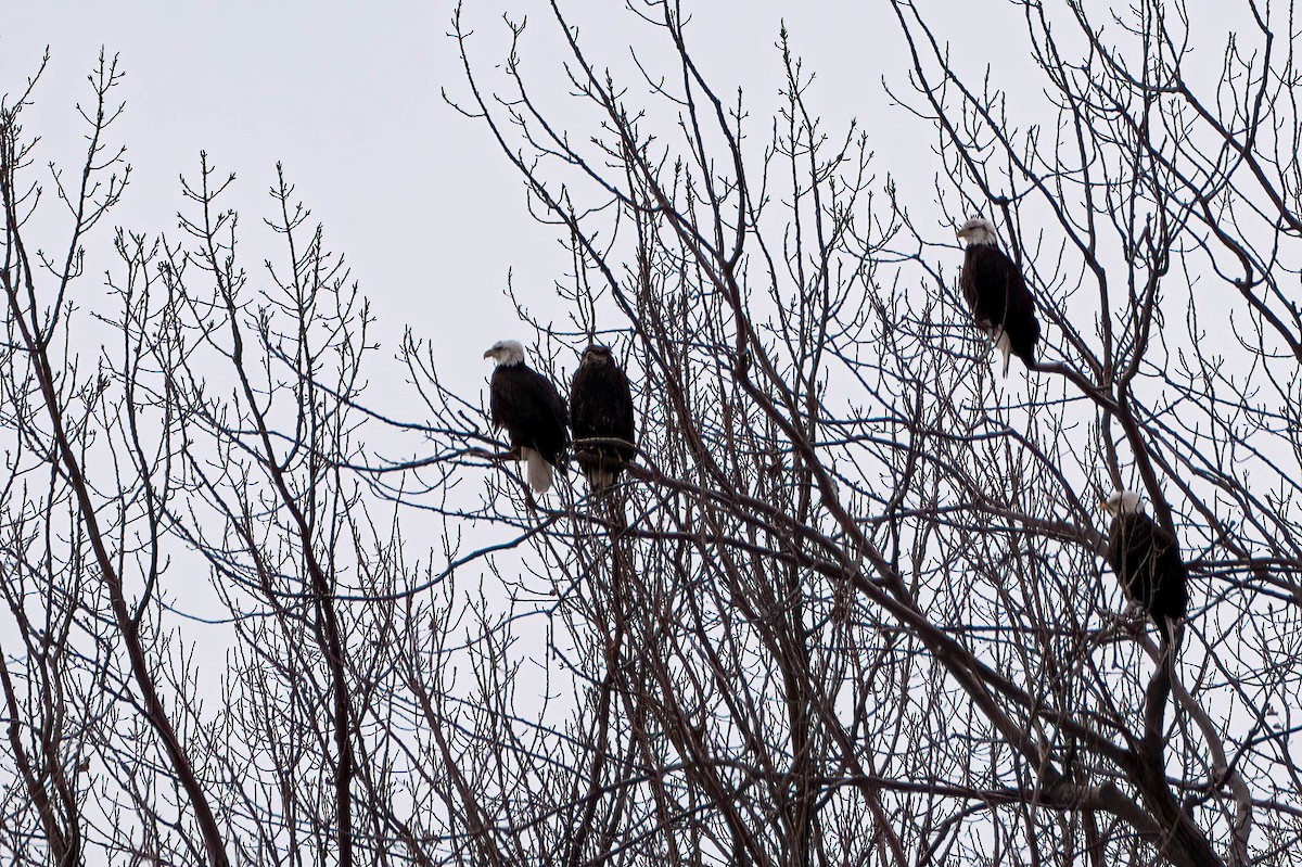 Pigargo Americano - ML646652098