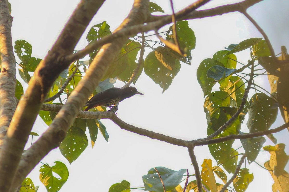 Maroon Oriole - ML646652100