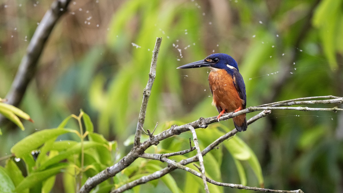 Azure Kingfisher - ML646652101
