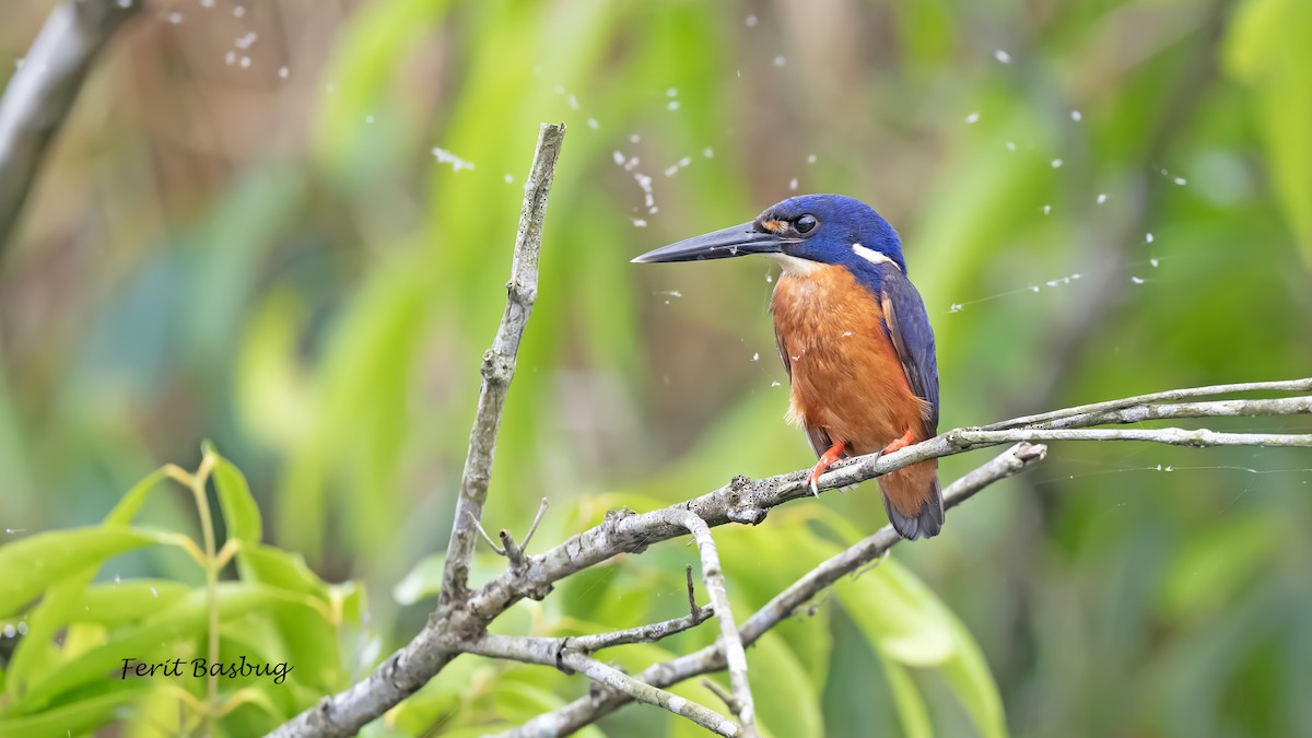 Azure Kingfisher - ML646652102