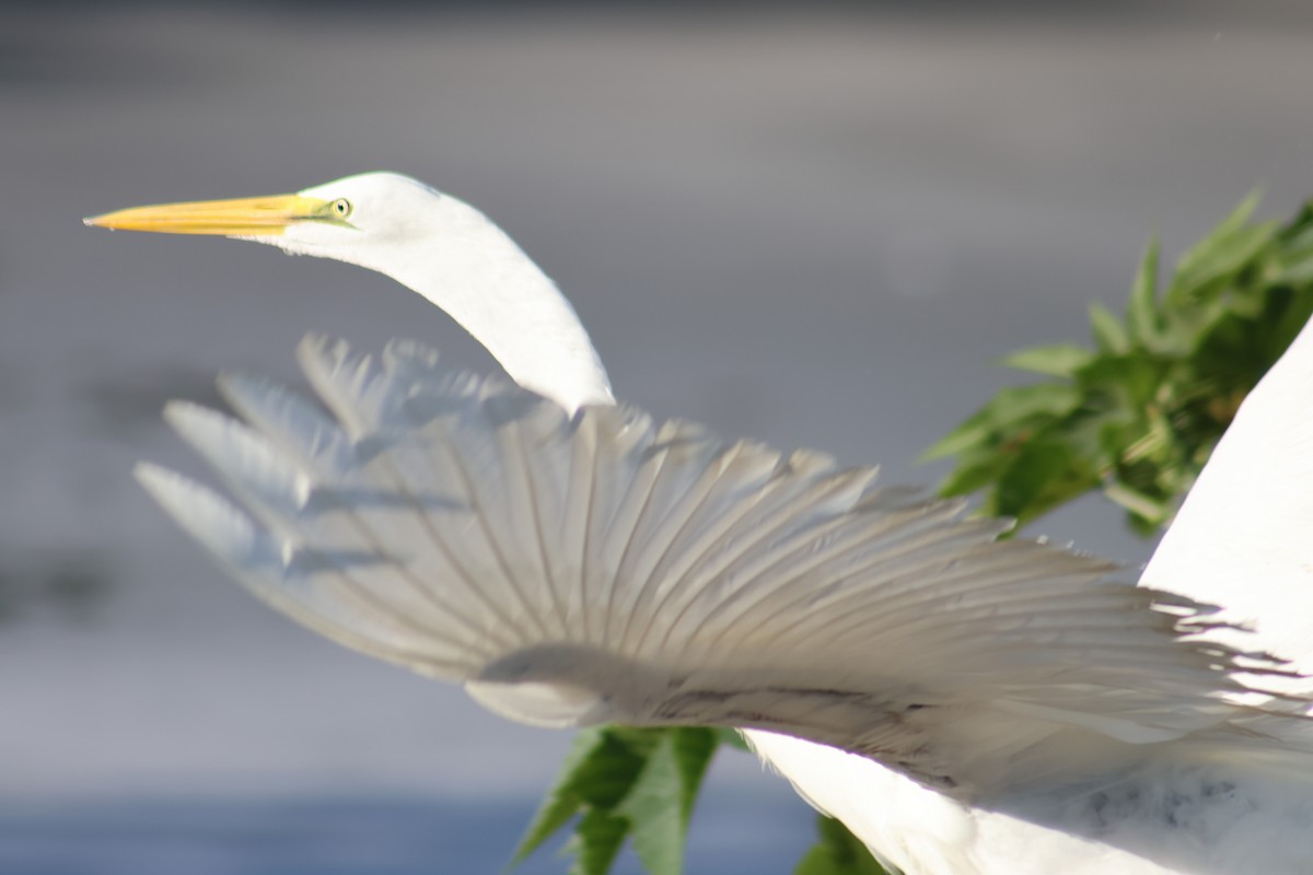 Great Egret - ML646652104