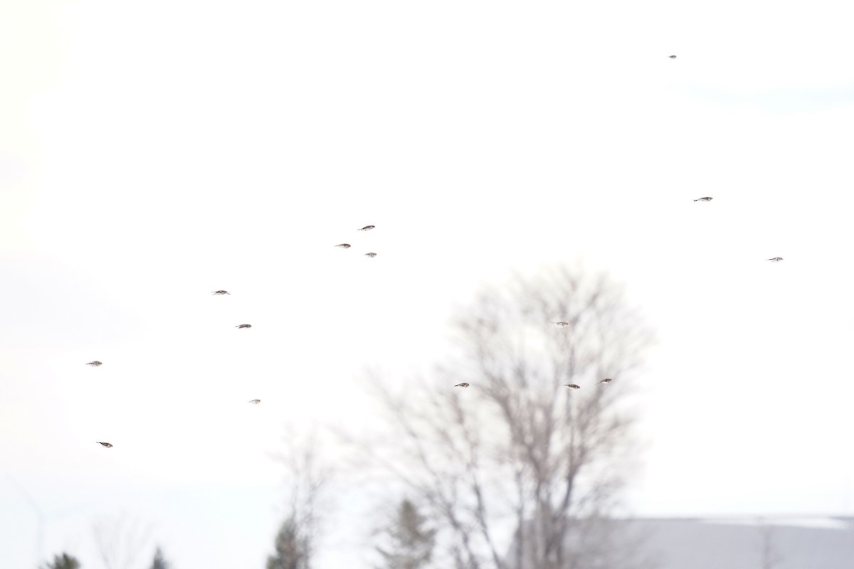 sněhule severní - ML646652105