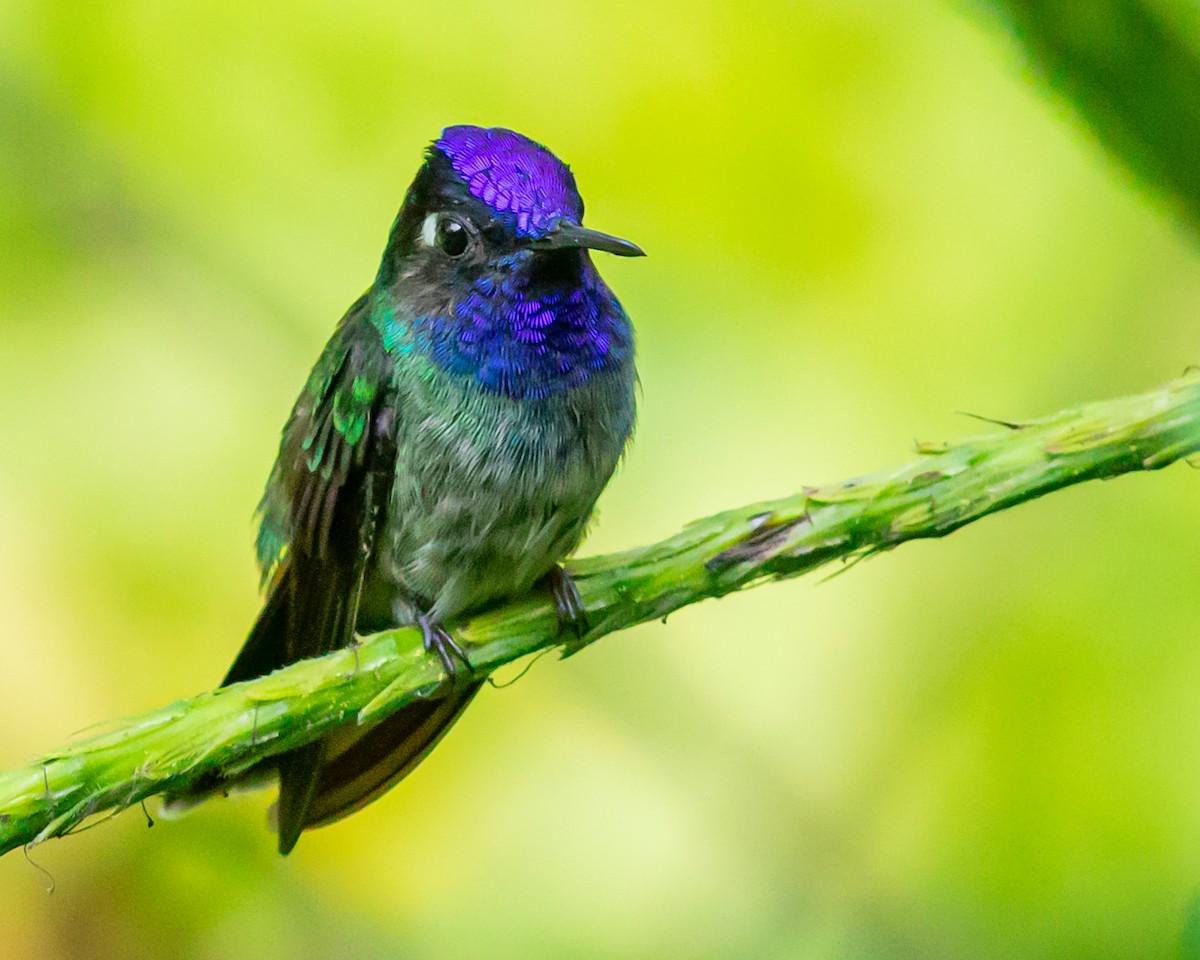 Violet-headed Hummingbird - ML646652106
