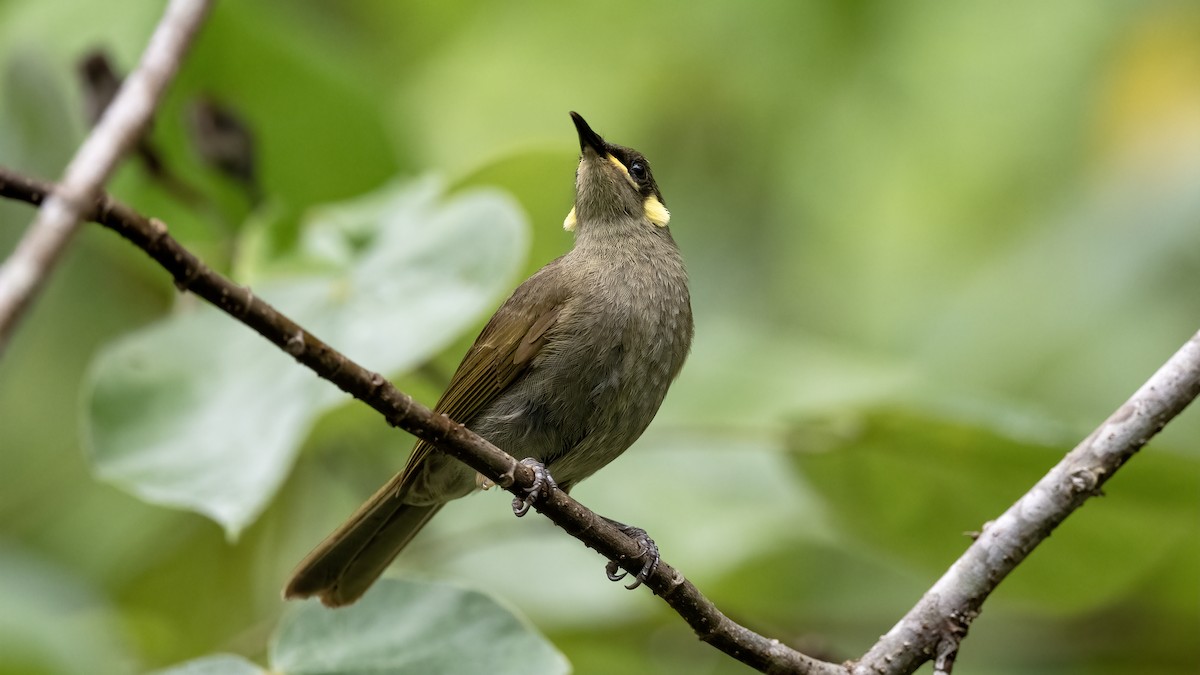 Yellow-spotted Honeyeater - ML646652107