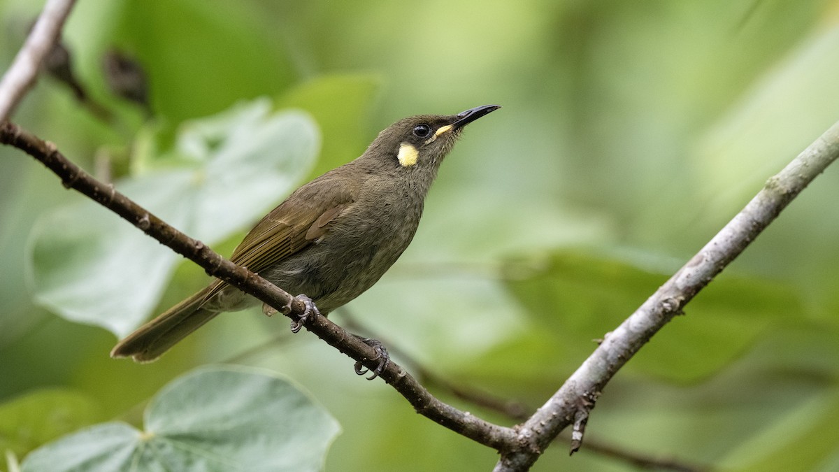 Yellow-spotted Honeyeater - ML646652108