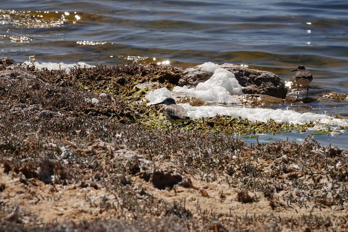 Коловодник великий - ML646652113