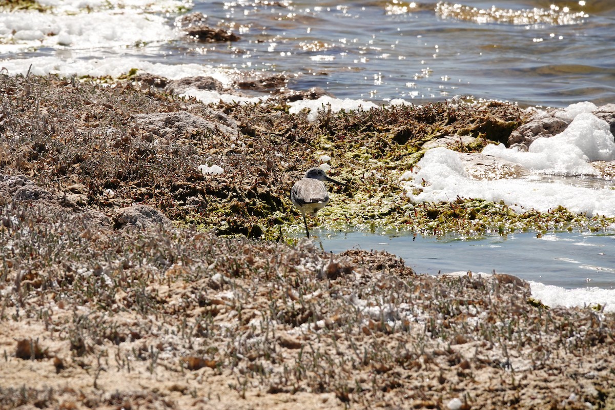 Коловодник великий - ML646652114